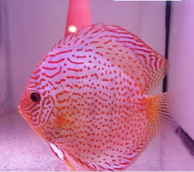 Discus