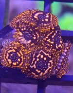 zoanthus-utter-chaos-fire-frag-sc002