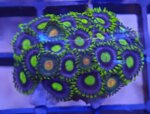 zoanthus-combo-eagle-eye-e-radioactive-dragon-eye-frag-sc007