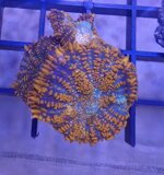 discosoma-rhodactis-ultra-grade-special-color-frag-sc009