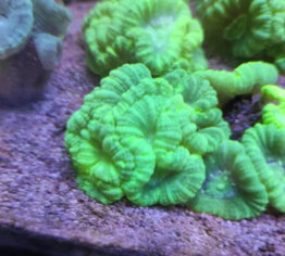 caulastrea.jpeg