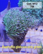 euphyllia-glabrescens-lps002-ultra-green-purple-tips-2-head