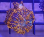 discosoma-rhodactis-ultra-grade-special-color-frag-sc009