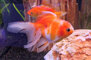 oranda.jpeg