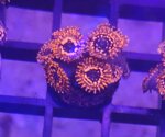 zoanthus-fire-and-ice-frag-sc001