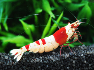 caridina.jpeg