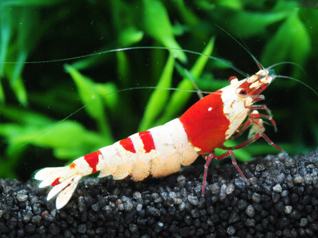 caridina.jpeg