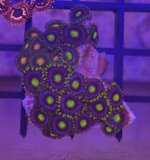 zoanthus-combo-eagle-eye-e-radioactive-dragon-eye-frag-sc002