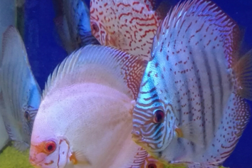 gallery-discus-blu