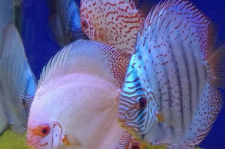 gallery-discus-blu