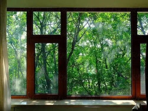 04-plants.jpeg Una finestra con affaccio sugli alberi.