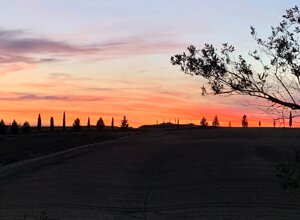 covili.jpeg covili.jpeg