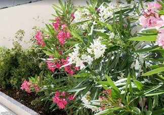 Giardinaggio aziendale