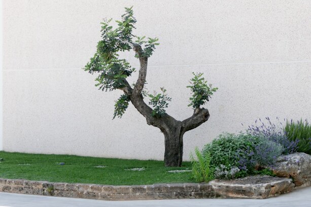 Decoro Giardino