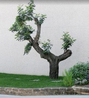 Verde decoro