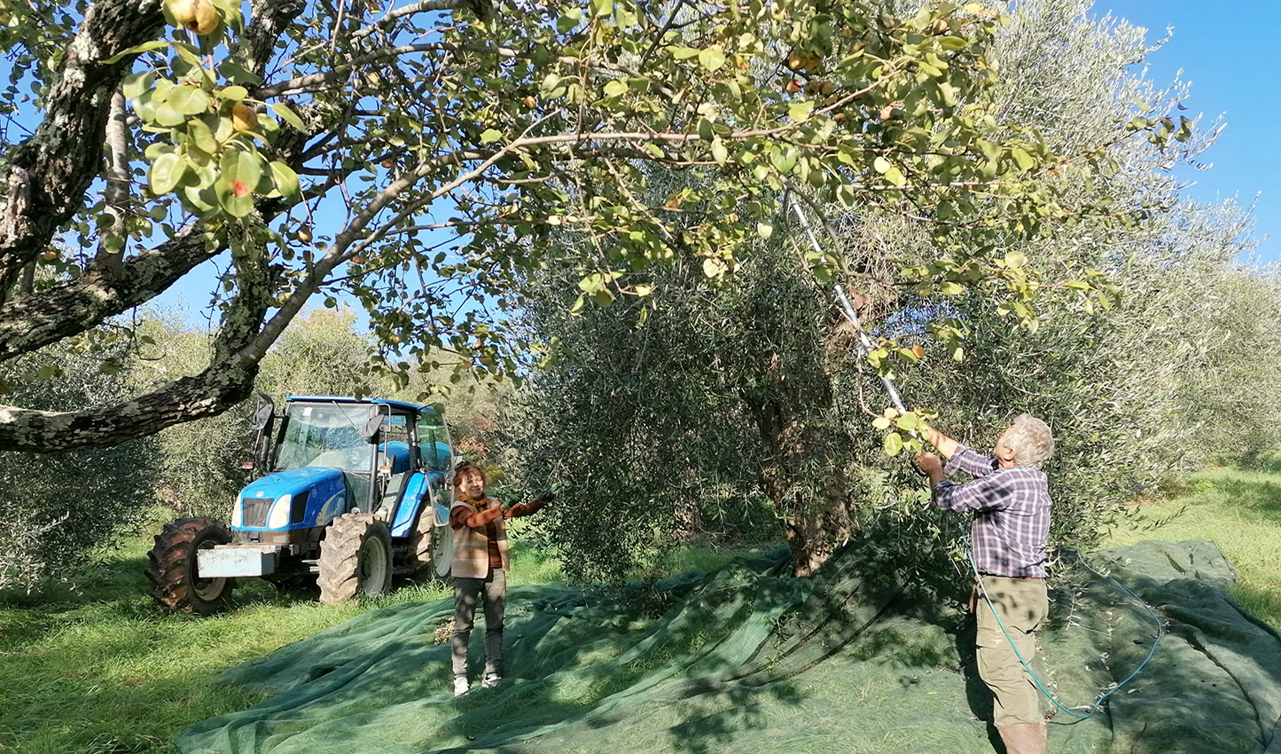 raccogliere ulivi