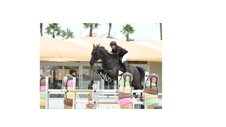 cavallo 2.jpeg
