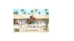 cavallo 1.jpeg