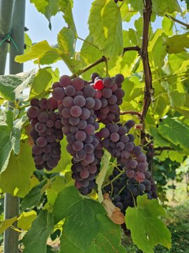 immagine whatsapp 2025-03-13 ore 18.50.41_00f69181.jpeg