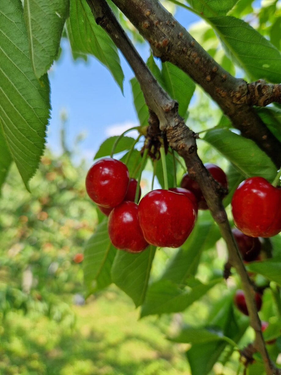 immagine whatsapp 2025-03-13 ore 18.53.17_a6292505.jpeg