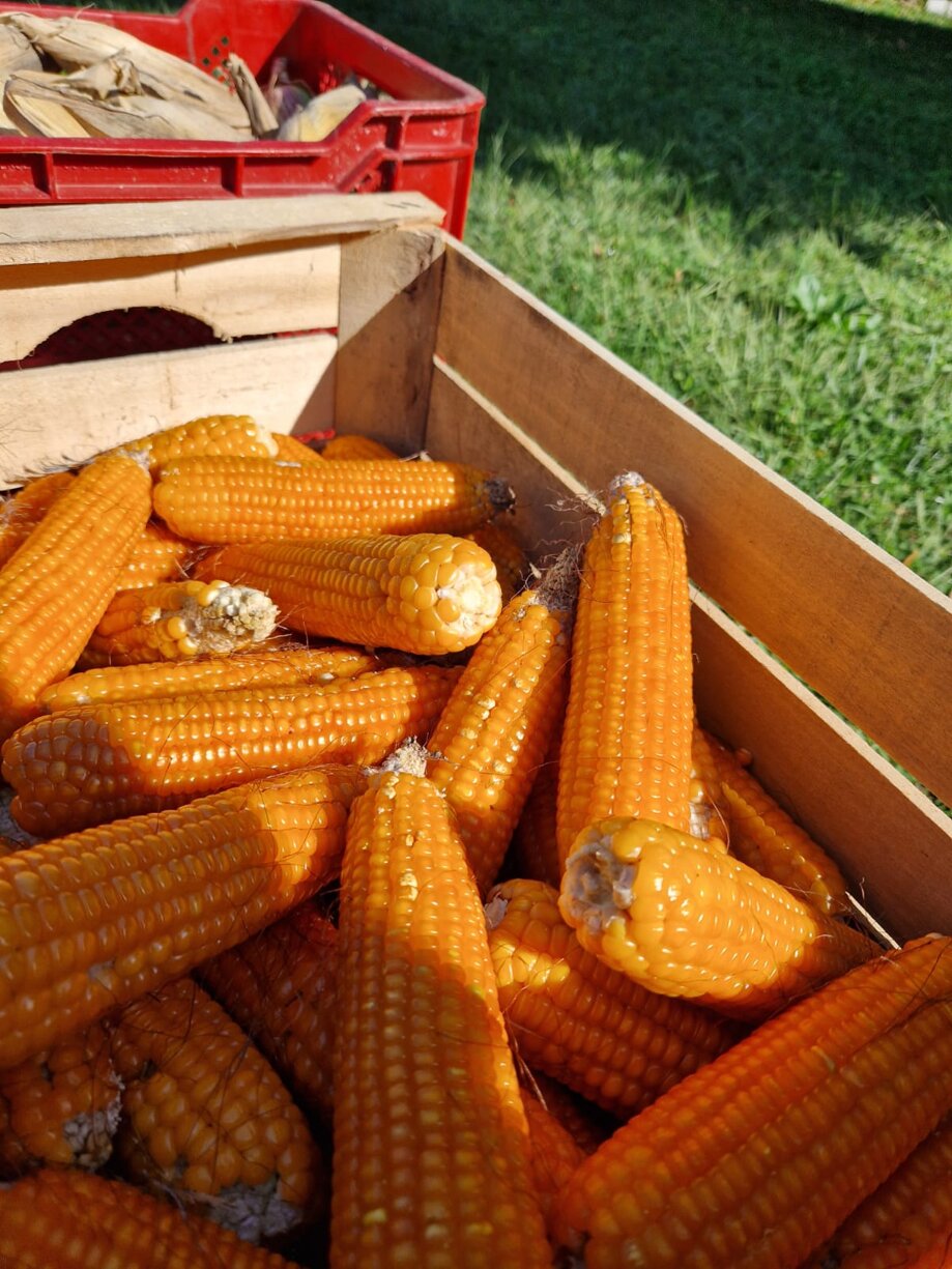 whatsapp image 2025-03-13 at 18.48.08.jpeg