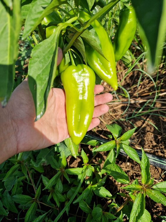 immagine whatsapp 2025-03-13 ore 18.50.43_8d68b9d6.jpeg