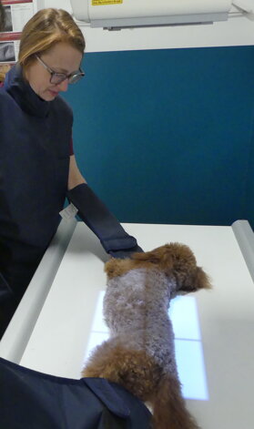 clinica veterinaria sabbioni crema.jpeg