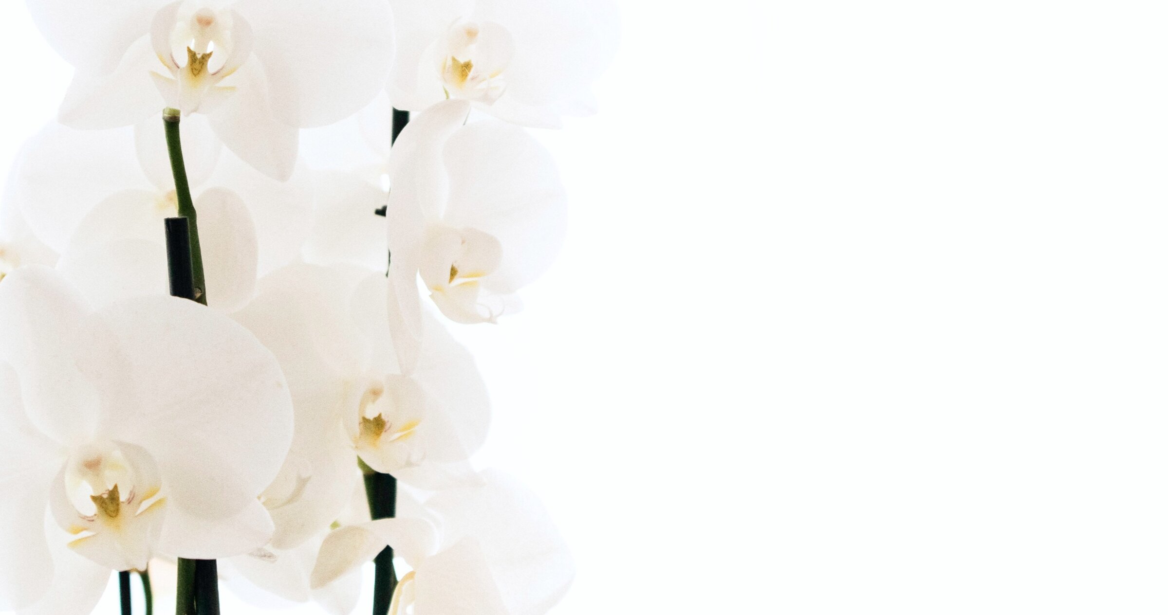 sangia-go6nkd_izks-unsplash_edited.jpeg