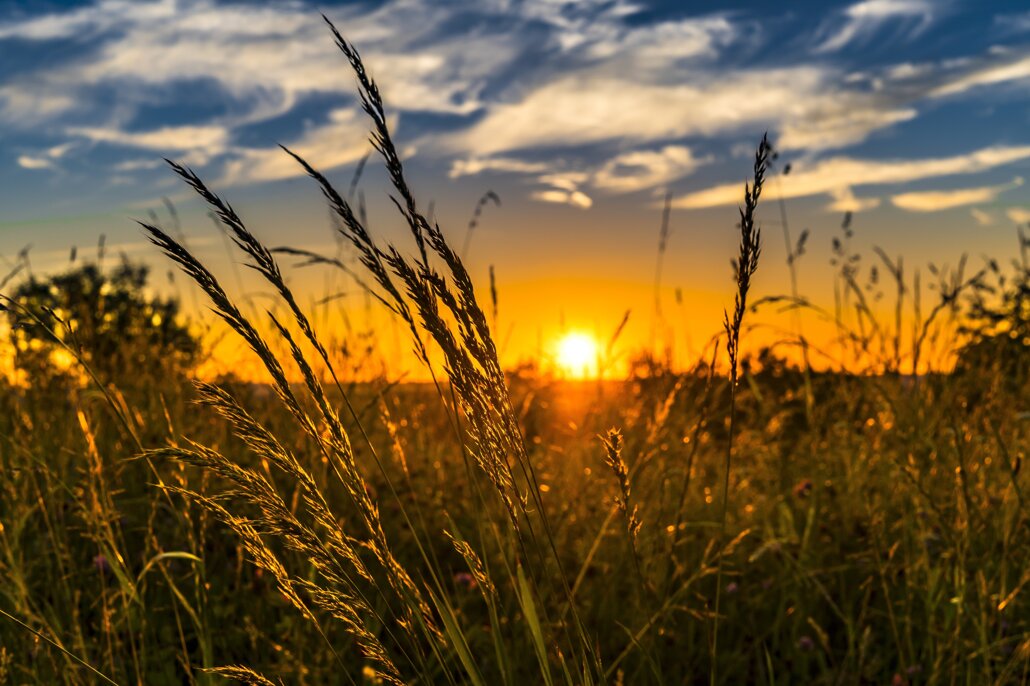 felix-mittermeier-wheat-2391348.jpeg