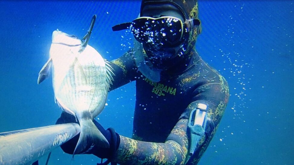 Sarago pesca subacquea muta liscio/spaccato shardana sub Sarago pesca subacquea muta liscio/spaccato shardana sub
