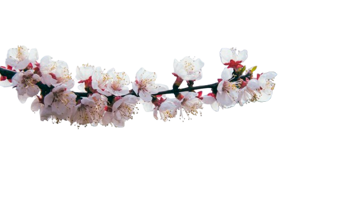 lancier-peach-blossom-8122486-removebg-preview lancier-peach-blossom-8122486-removebg-preview