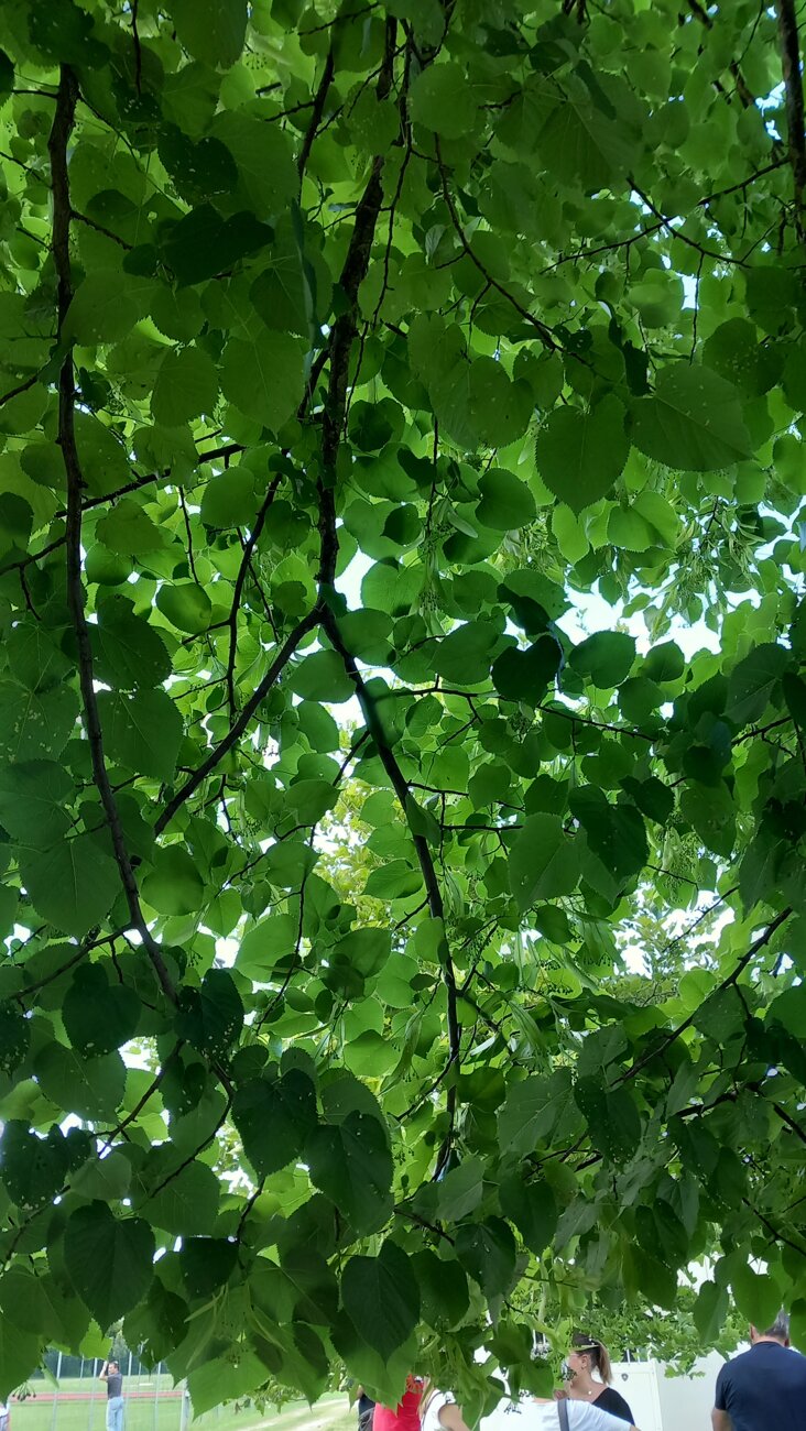 20240601_170052.jpeg