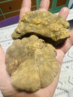 bottega della carne carpi tartufo