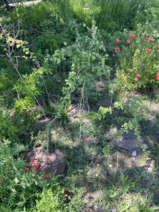 img_5249.jpeg
