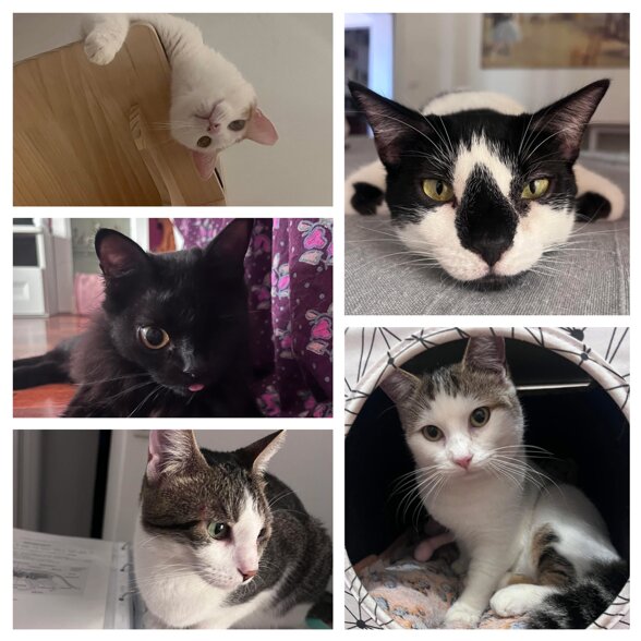 my cat family.jpeg