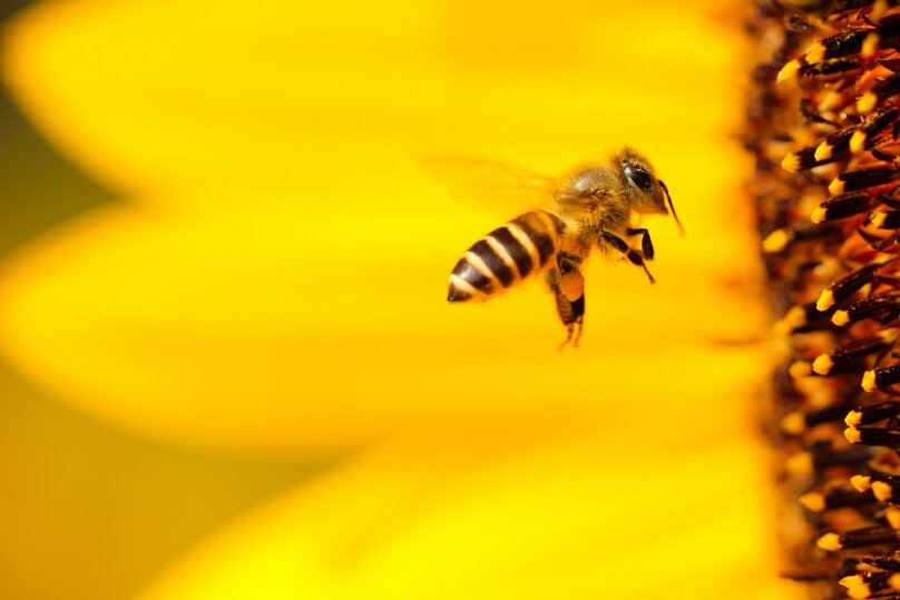 api-bee-boris-smokrovic.jpeg