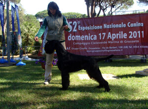 ario_gr_2011_2.jpeg