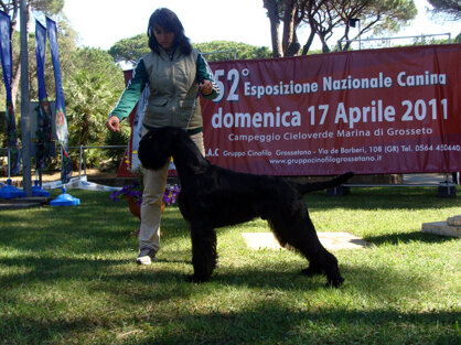 ario_gr_2011_1.jpeg