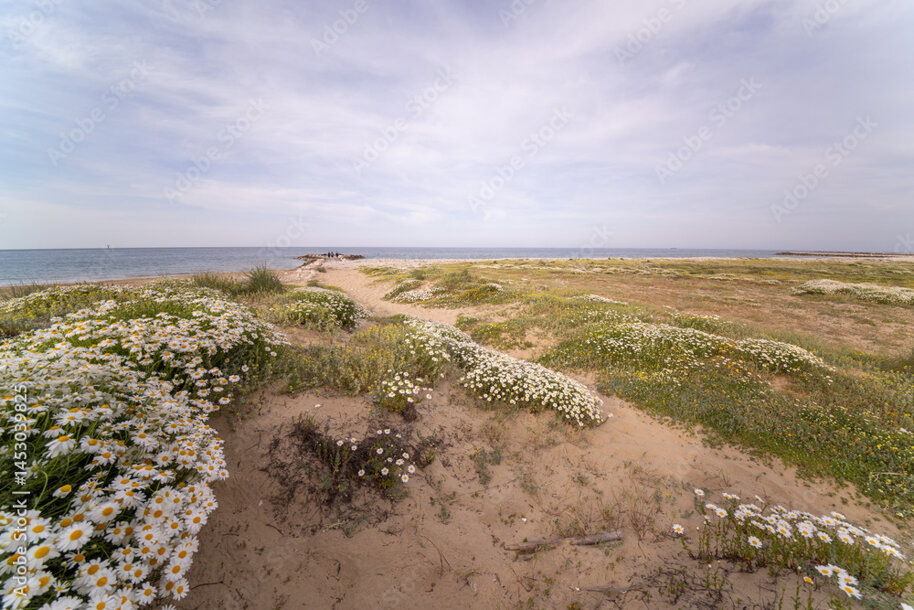 adobestock_1453039825_preview.jpeg