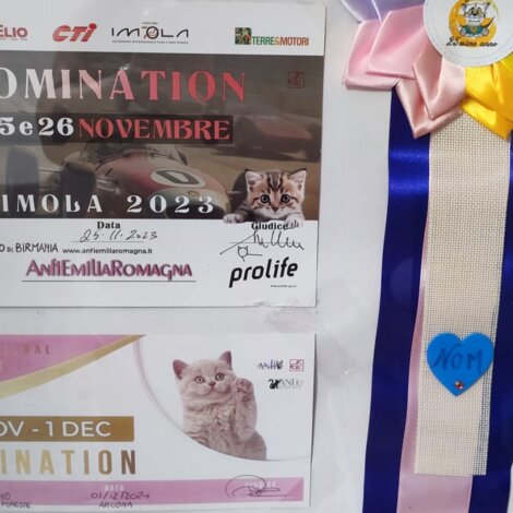 michelle%20campione.jpeg