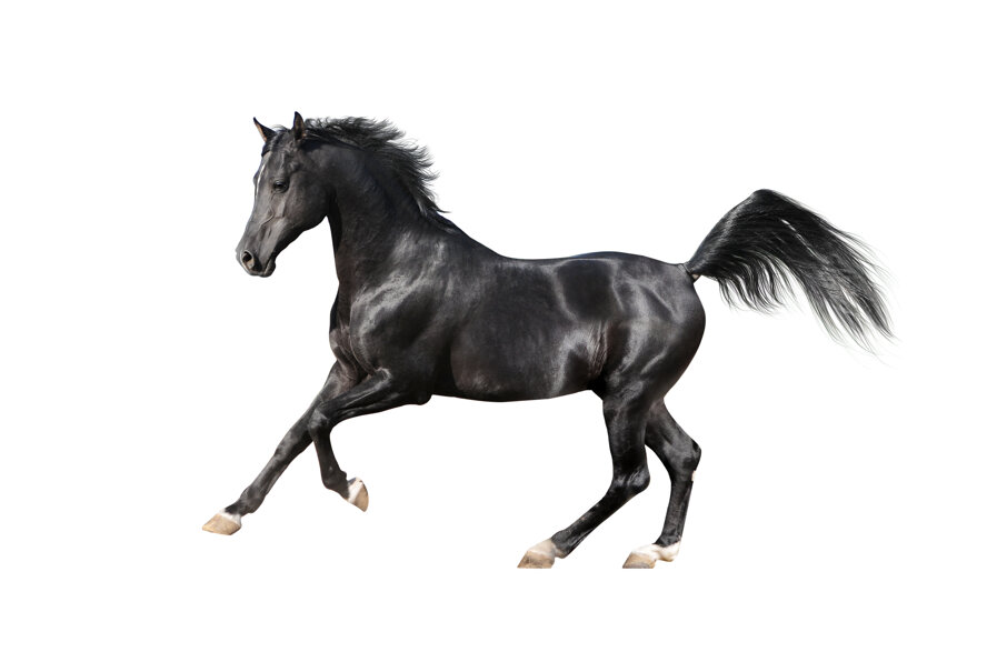 cavallo arabo.jpeg cavallo arabo.jpeg