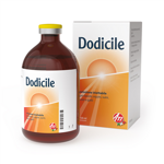 dodicile