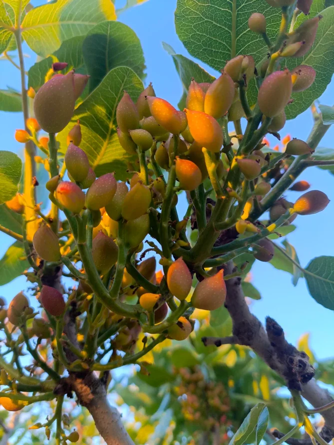 pistacchio maturo