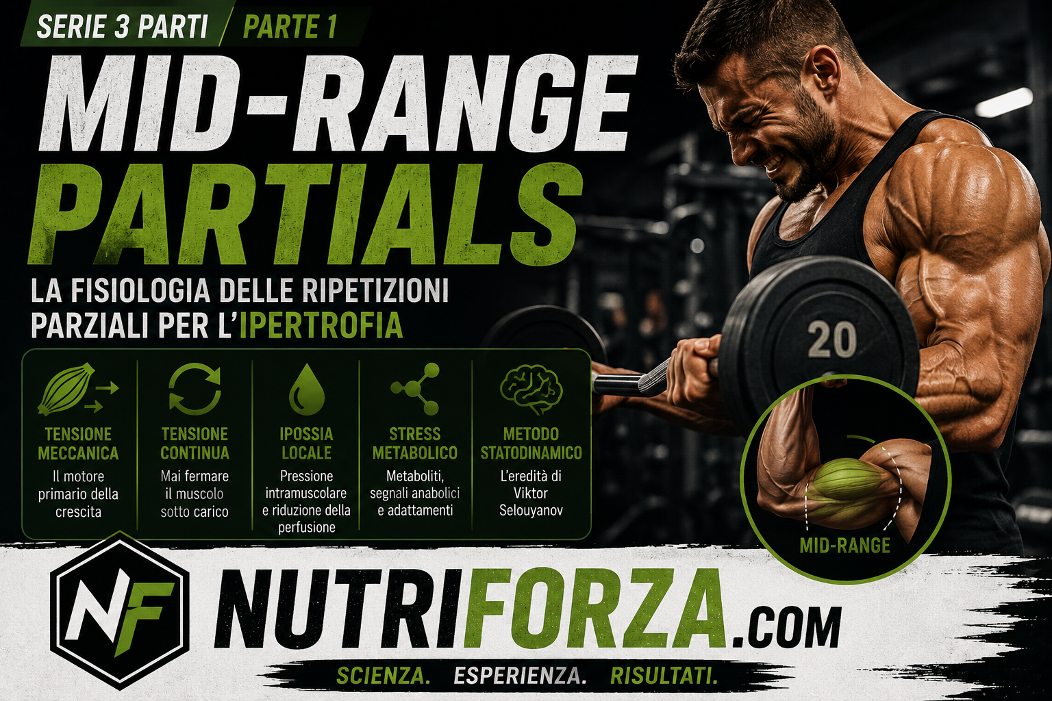 Mid-Range Partials #1: la fisiologia delle ripetizioni parziali per l&rsquo;ipertrofia