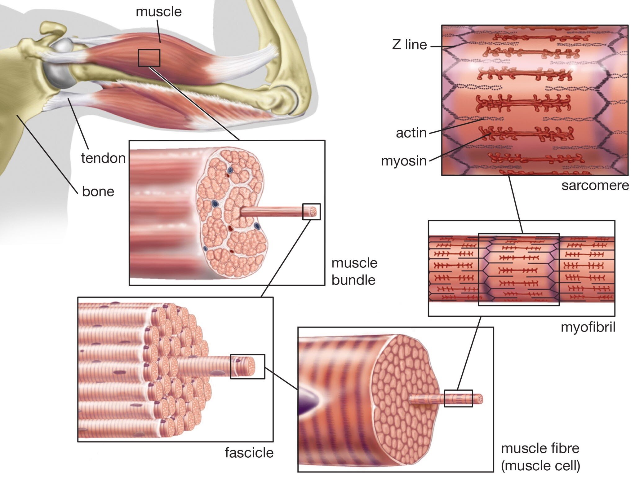 Lavoro Lattacido ed ipertrofia muscolare