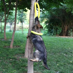 giocattoli-per-cani-dischi-volanti-per-animali-domestici-eva-dog-training-ring-puller-giocattoli-resistenti-per-cani-galleggiante-puppy-bite-ring-toy-interactive