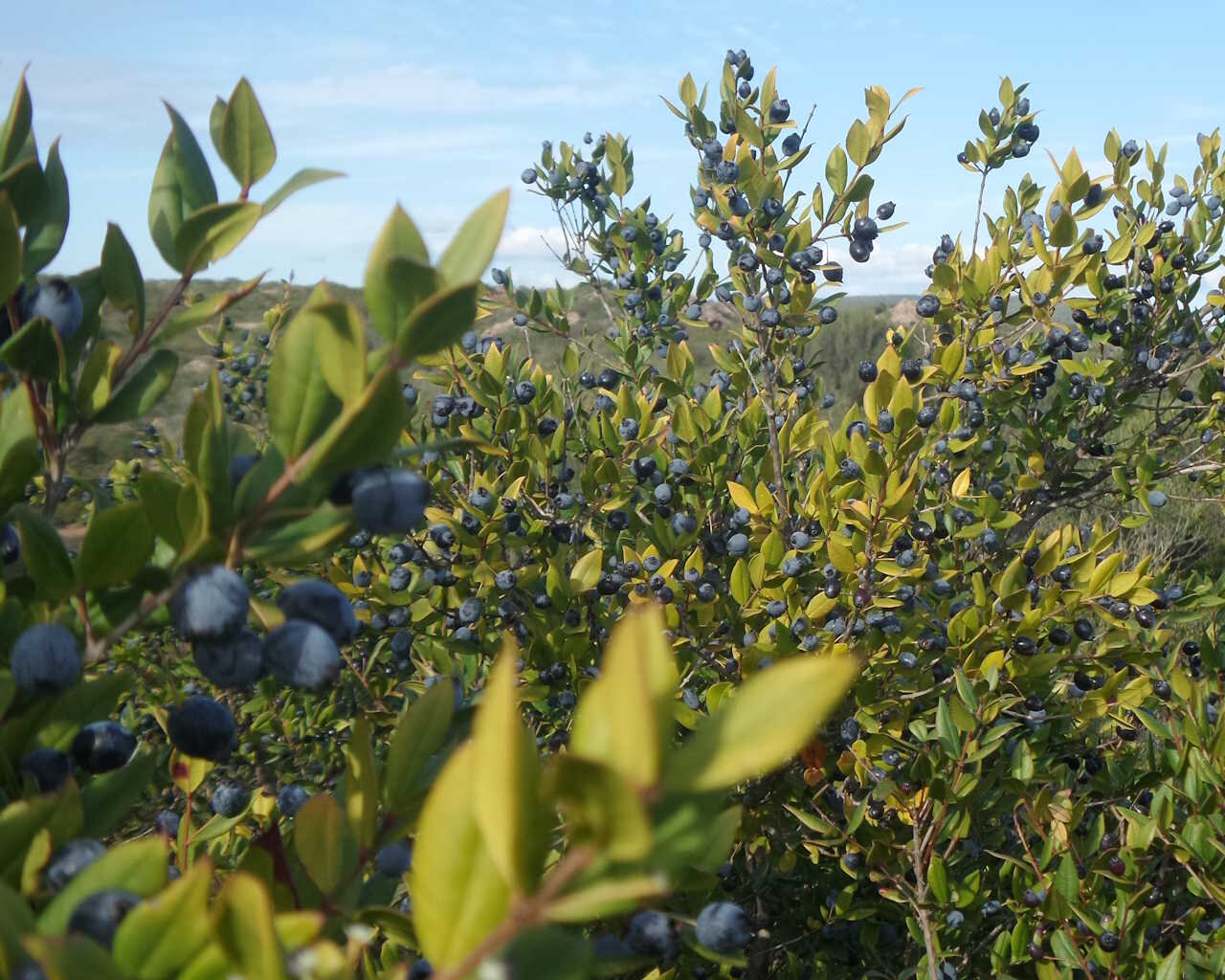 bacche-di-mirto-sardo.jpeg