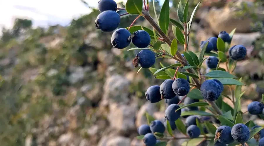 ramoscello-mirto.webp