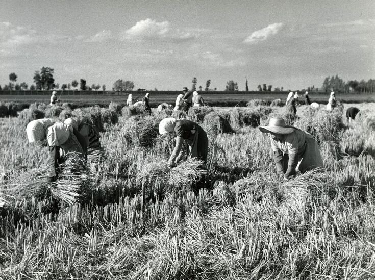 Vite parallele. Donne contadine al lavoro durante la guerra e di fronte al Referendum Repubblica-Monarchia (1940-1946)