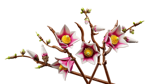 lego-botanicals-11510-rametti-di-magnolia